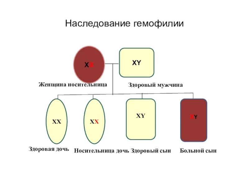 Механизм наследования гемофилии. Схема передачи гемофилии. Схема наследственной гемофилии. У матери не являющиеся носителями гемофилии