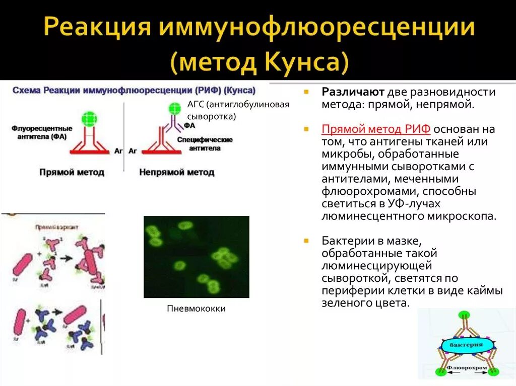 Тканевые антигены. Реакция иммунофлюоресценции (риф) (метод Кунса). Риф реакция иммунофлюоресценции это метод. Реакция иммунофлюоресценции метод Кунса. Реакция иммунофлюоресценции (риф) непрямая.