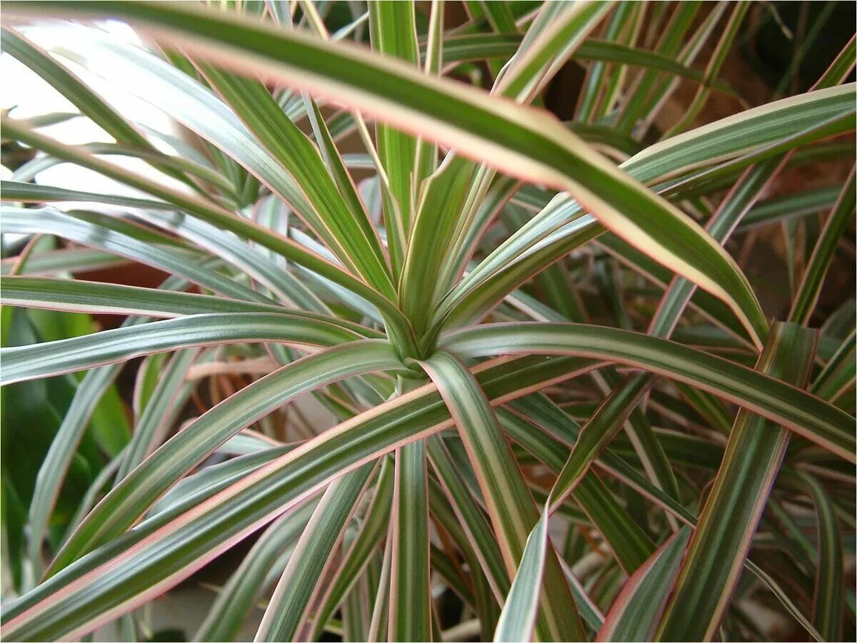 Драцена картинки. Драцена marginata Tricolor. Драцена окаймлённая Маргината. Dracaena marginata Tricolor. Пальма Драцена окаймленная.