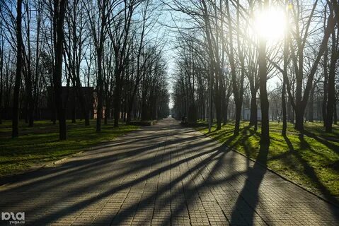 Видное роща