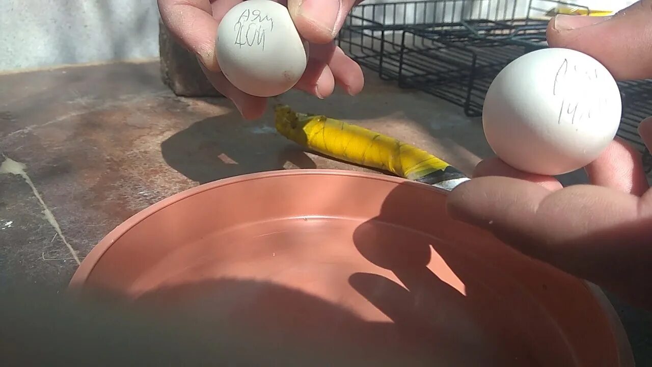 Как оплодотворяют яйца куры. Овоскопирование куриных яиц. Искусственное оплодотворение куриного яйца. Оплодотворенное яйцо курицы.