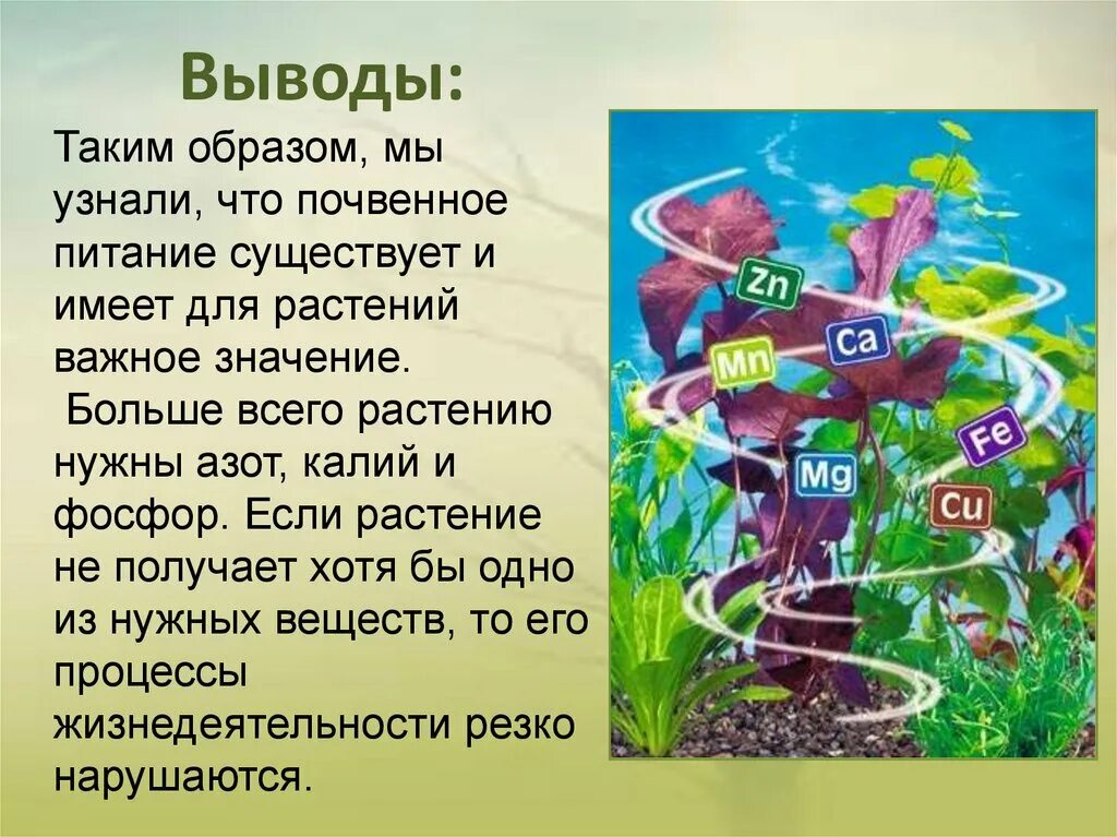 Жизнь растений в 6. Минеральное питание растений. Минеральное питание растений 6 класс биология. Растения поглощают питательные вещества:. Роль воды в почвенном питании растений.