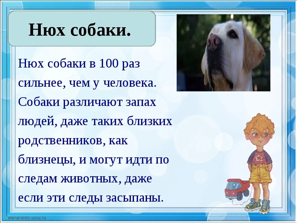 Нюх. Обоняние человека и собаки сравнение. Нюх собаки. Обоняние собаки. Нюх собаки и человека.