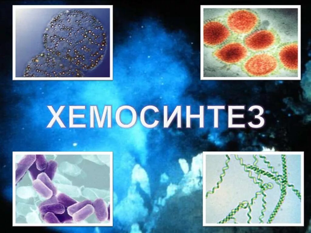 К хемосинтезирующим бактериям относят. Хемосинтетики и хемотрофы. Хемосинтезирующие бактерии. Хемосинтез. Хемосинтез бактерий.
