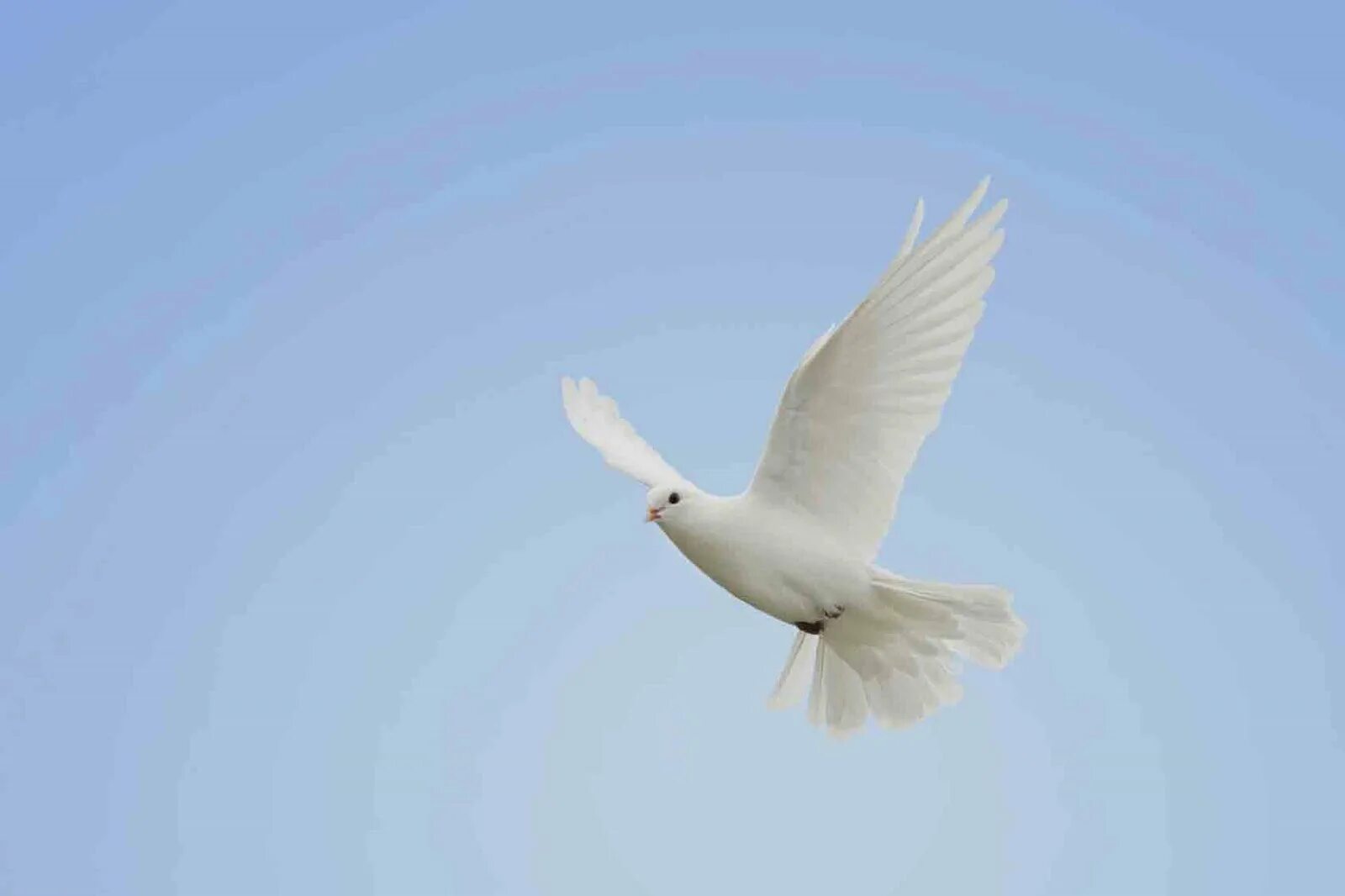 Белыми голубями летите к маме домой. Летящий вдалеке белый голубь. Белый голубь в полете фото. Обыкновенная Горлица в полете. Белый голубь в полете рис.