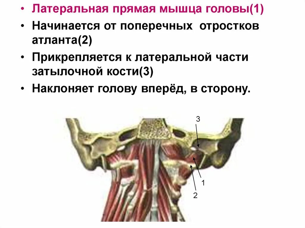 Задняя прямая мышца головы. Передняя и латеральная прямые мышцы головы. функция латеральной прямой мышцы головы:. латеральная прямая мышцы голоы. боковая прямая мышца головы.
