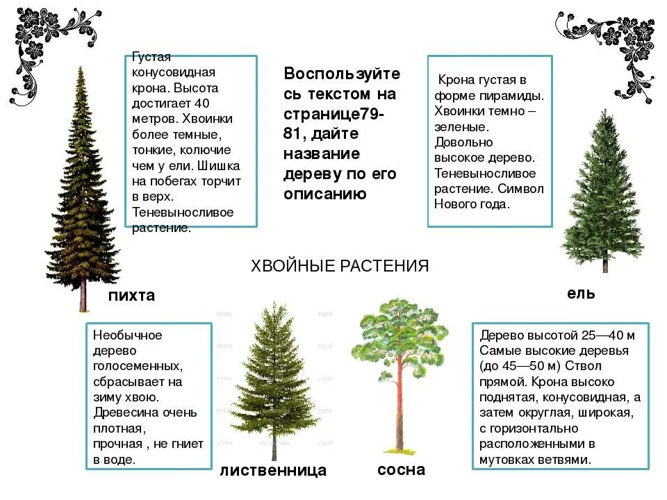 Класс хвойных растений. Общие признаки голосеменных. Классификация отдела голосеменных растений. Общая характеристика голосеменных растений 6 класс биология. Сосна обыкновенная описание.
