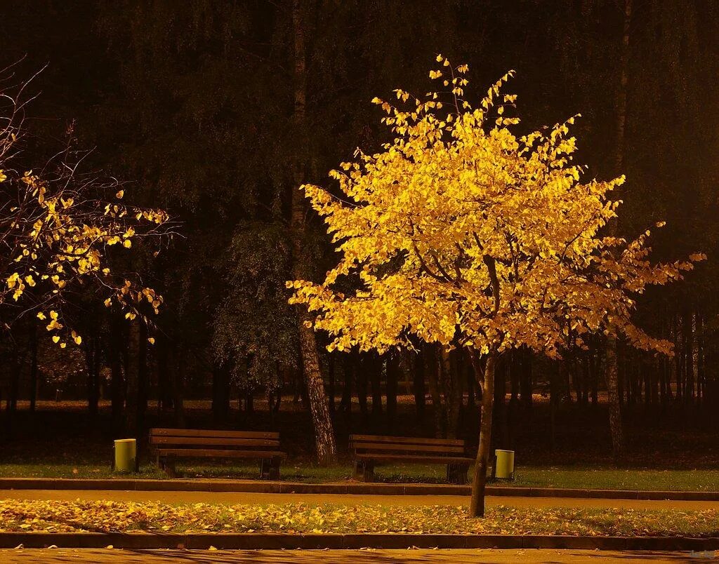 Просто осенний вечер. Осенний вечер. Осенняя ночь. Осень ночь. Золотая осень вечер.