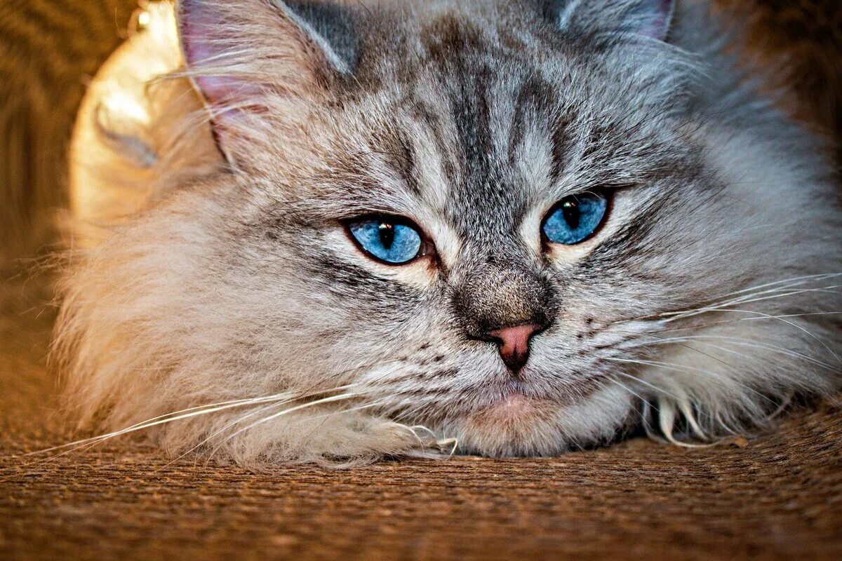 Крупно фото кошек. Невская маскарадная. Невская маскарадная кошка. Невская маскарадная голубоглазая. Невская маскарадная кот серый.