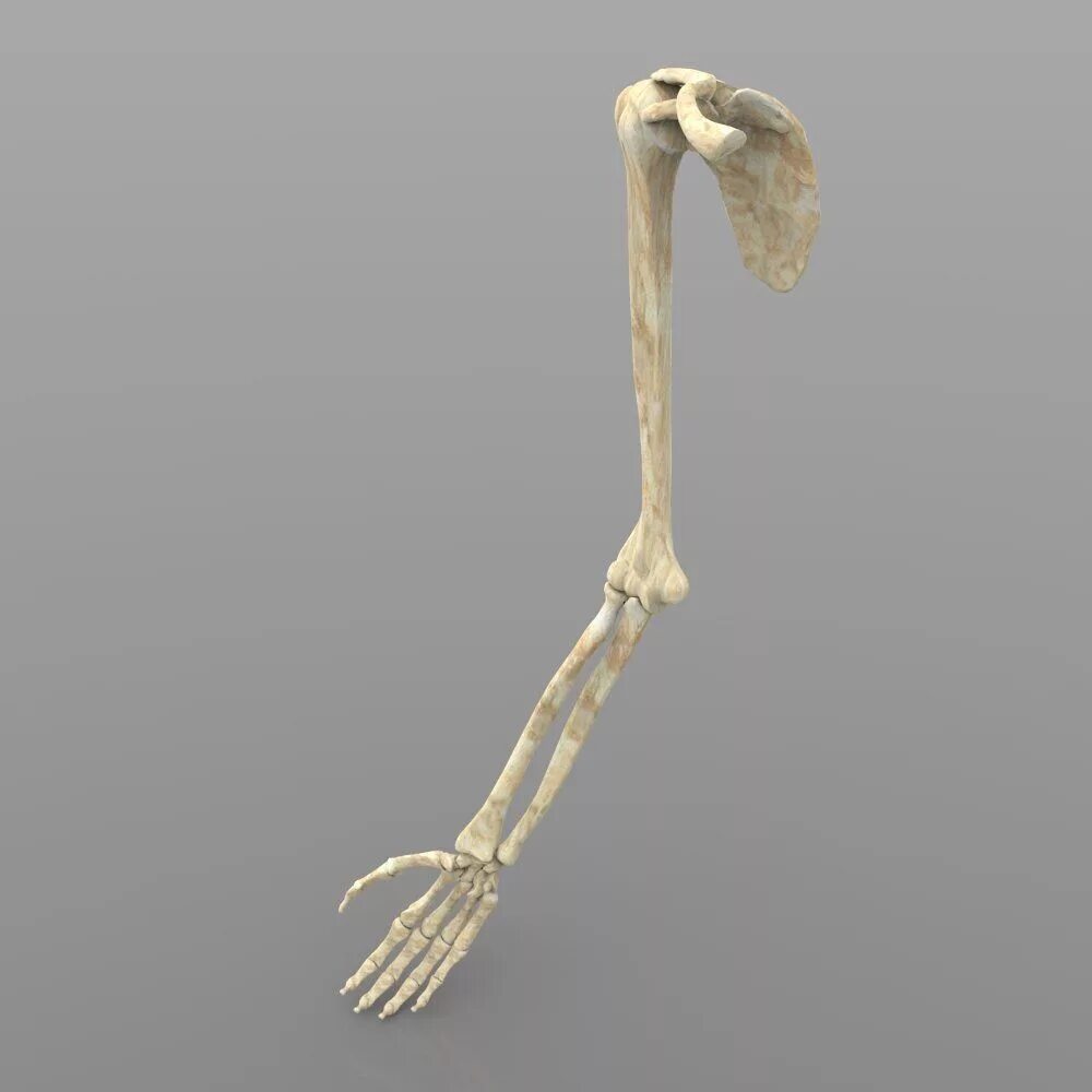 Bone 3d