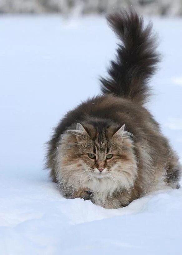 Сибирская норвежская лесная кошка. Норвежский лесной кот. нарвежская лесная ошка. норвежская серач кошка. норвежская лесная норвежские лесные кошки.