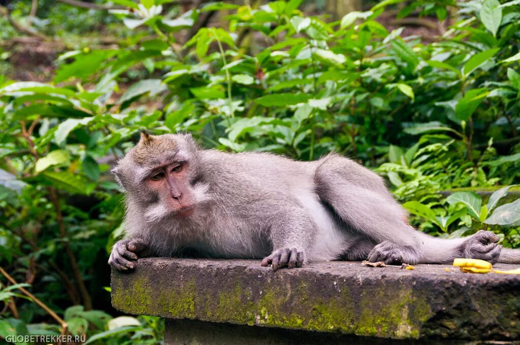 лес обезьян. манки форест бали. парк обезьян бали. лес обезьян в убуде индонезия. лес обезьян.