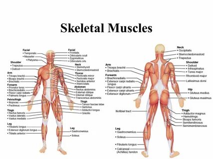 Therapeutic Muscular Therapy & Body Education for over 25 years. 