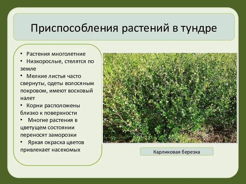 Карликовая береза среда обитания. Приспособления растений в тундре. Приспособление растений к условиям тундры. Приспособления животных и растений. Приспособленность растений.