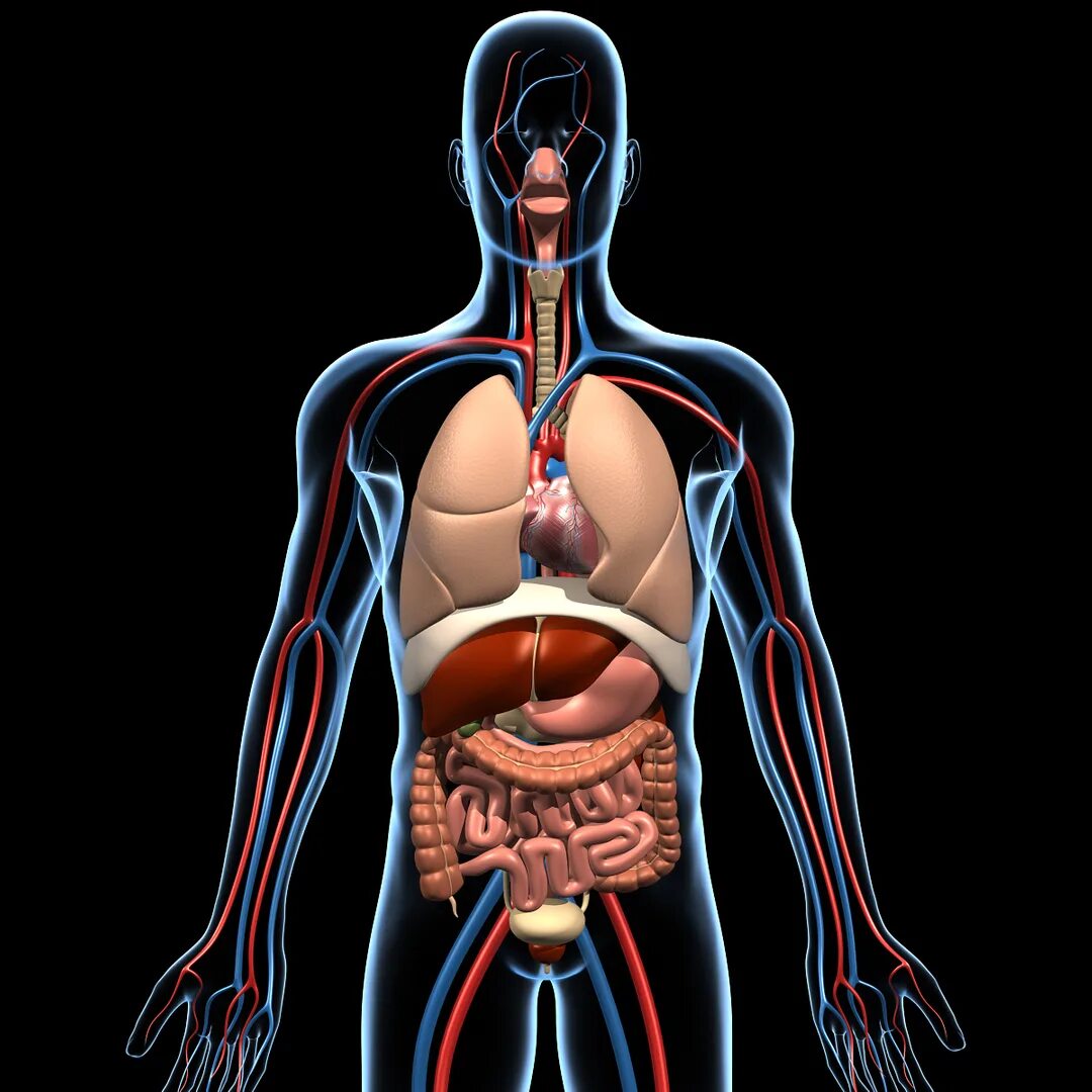 Анатомия человека. Пеатмоич человнка. Органы человека. Внутренние органы человека.