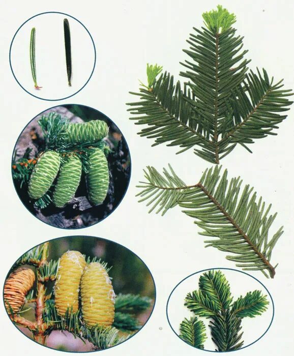 Буквы пихта. Микростробилы пихты сибирской. Пихта бальзамическая дендрология. Пихта цельнолистная шишки. Хвойные деревья пихта.