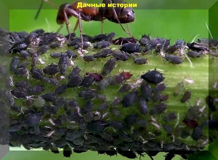 Тля на садовом участке