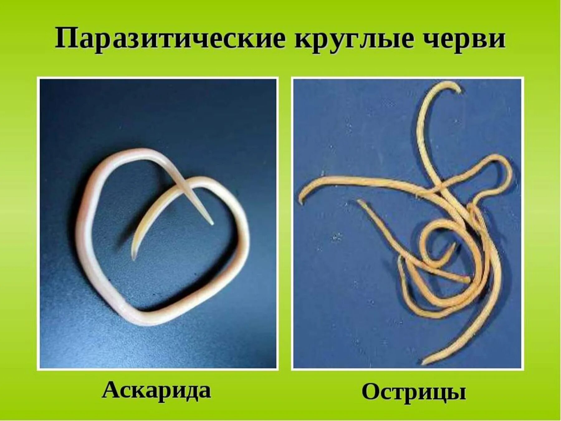 Отличия круглых червей