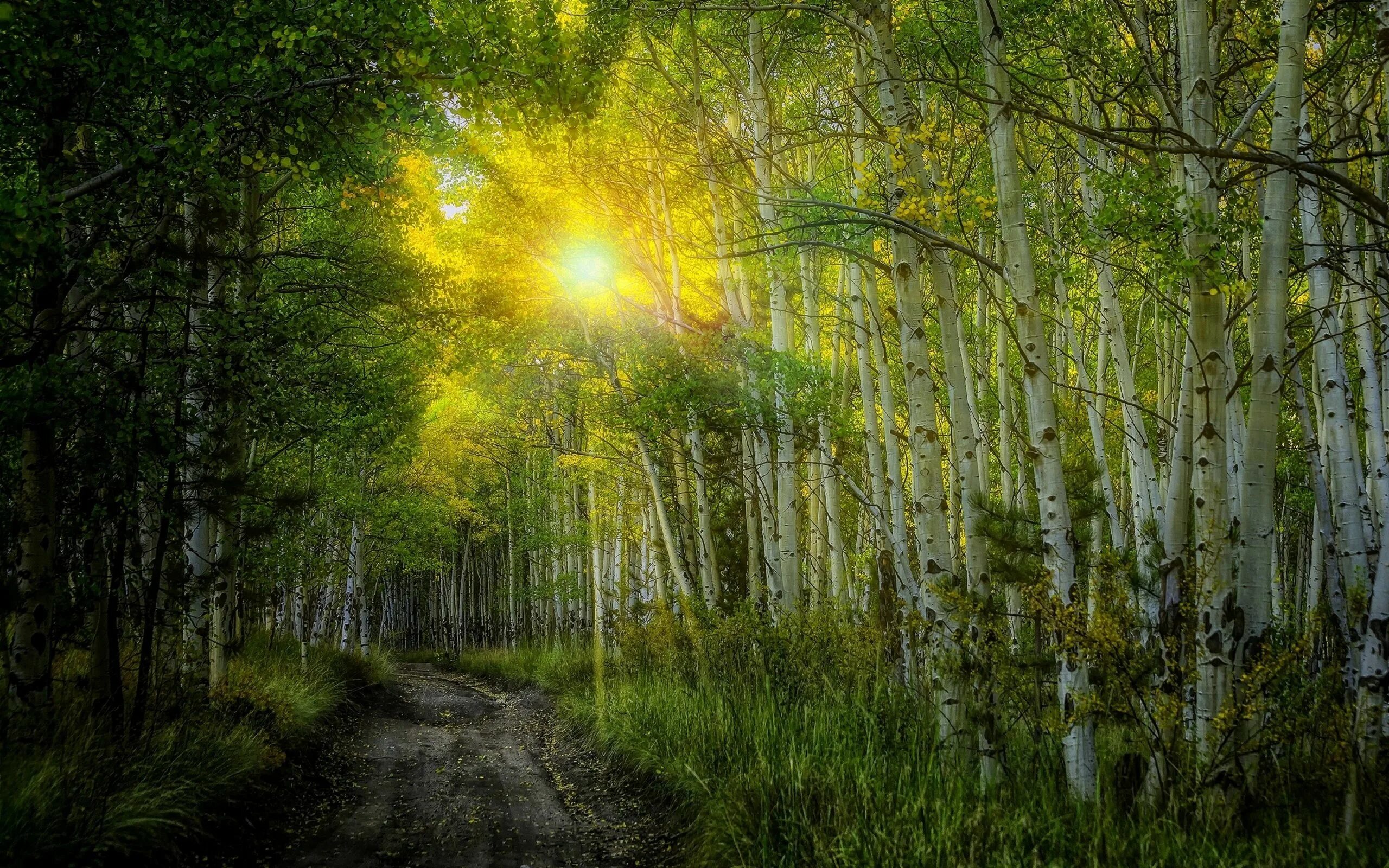 Природа солнце. "Солнце в лесу". Летний лес. Утро в лесу. Песня утро в лесу