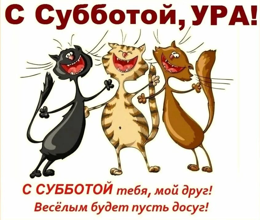 Доброе утро суббота картинки прикольные смешные. Открытки с субботой прикольные. суббота юмор. смешные открытки с субботой. открытки веселой субботы.