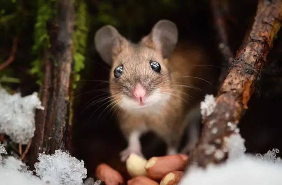 Мыши весной. Мыши животные. Мышь зимой. Лесная мышка. Мыши в Сосновом лесу.
