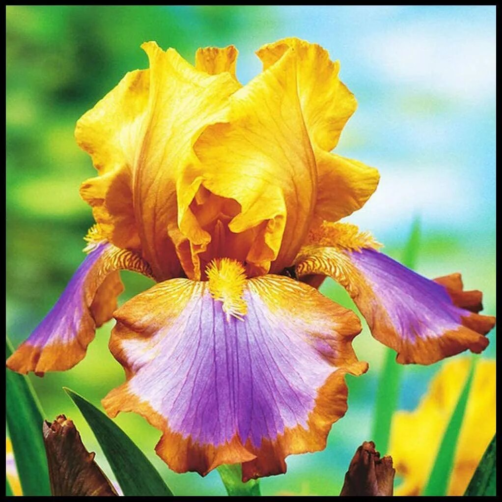 Iris max