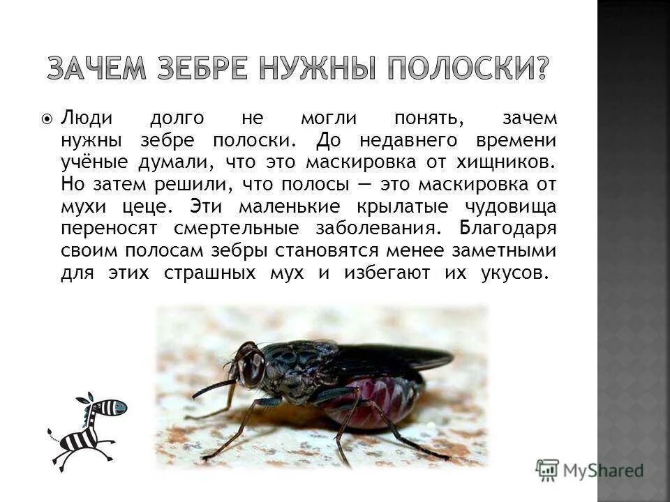 Постановление мухи. Зачем нужны мухи. для чего нужны мухи в природе. чем полезны мухи в природе. польза мух в природе.