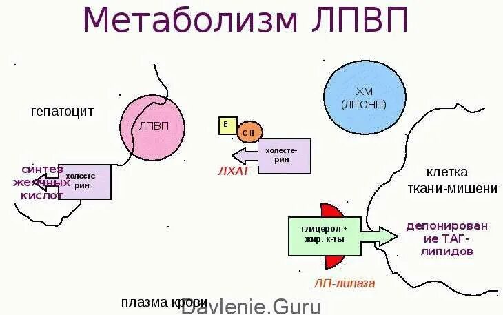 Метаболизм ЛПВП. Метаболизм ЛПОНП, ЛПНП, ЛПВП. Липопротеины высокой плотности. Метаболизм липопротеинов высокой плотности.