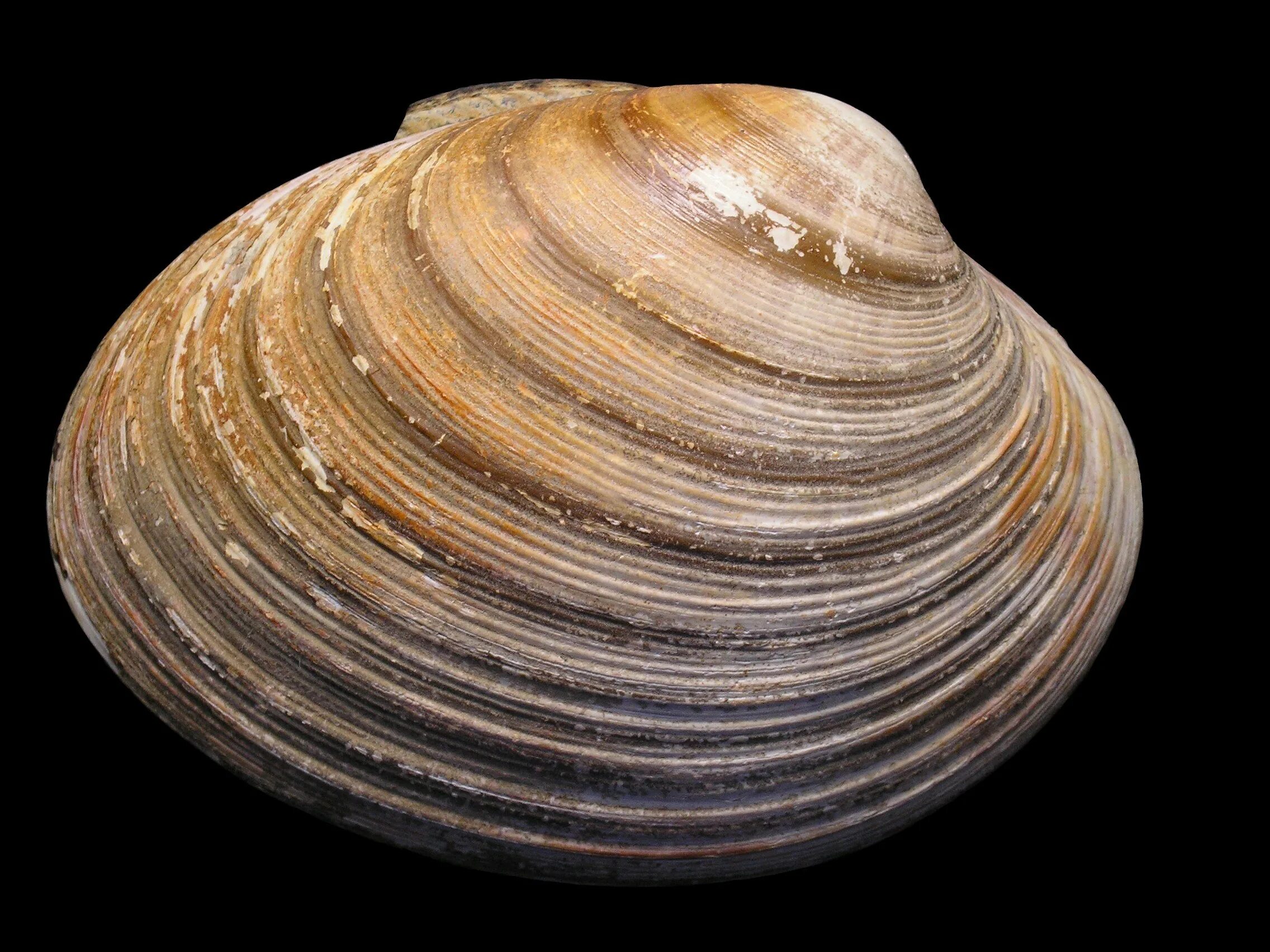 Бивальвия моллюск. Модиола фасолевидная. Сердцевидка моллюск. Пластинчатожаберные моллюски. Форма раковины двустворчатого моллюска.