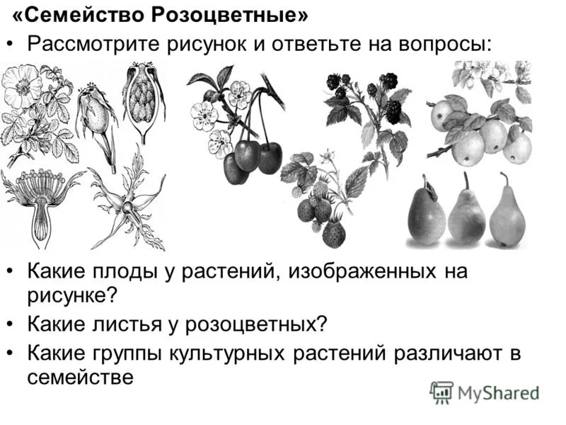 Впр покрытосеменные