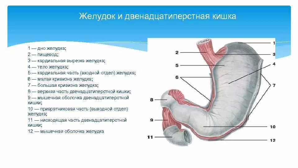 Печень 12 перстной кишки. Пищевод желудок 12 перстная кишка анатомия. Отделы луковицы 12 перстной кишки. Двенадцатиперстная кишка отделы анатомия. Строение желудка и 12 перстной кишки анатомия.