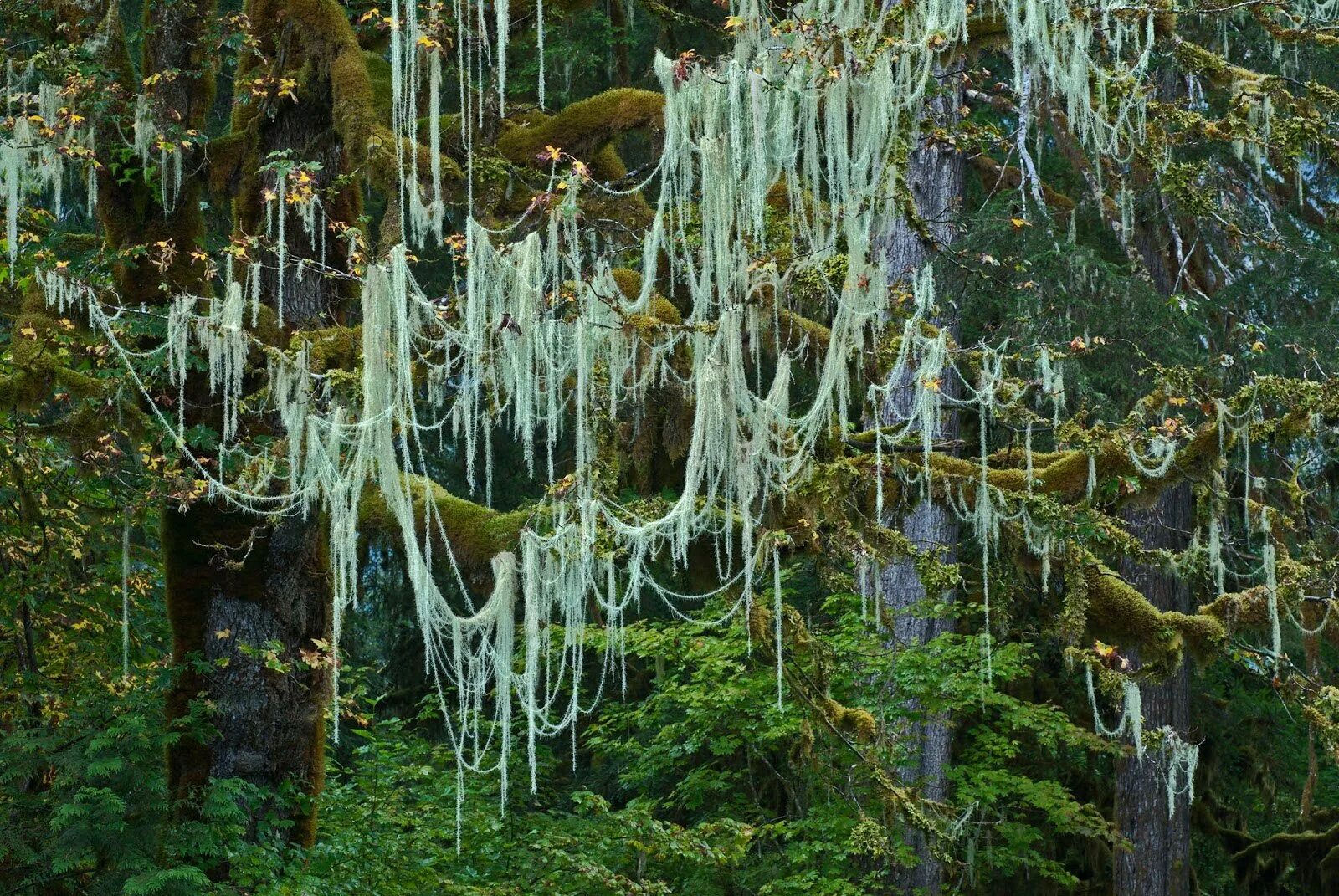 Мох уснея. Уснея лишайник. Уснея длиннейшая Usnea longissima. Уснея бородатая.