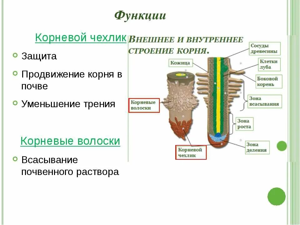 Корень растений строение корня функции. Внутреннее строение корня зоны корня. Корневые волоски строение и функции. Строение чехлика корня. Внутреннее строение корня корневые волоски.