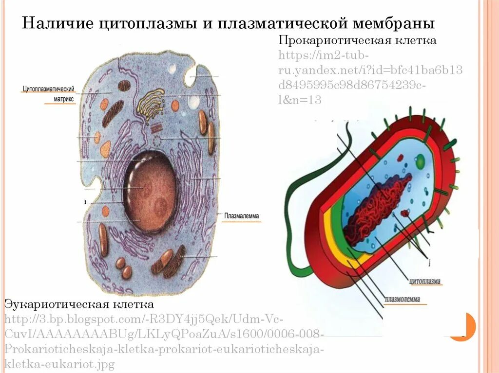 Прокариоты клеточной мембраны. Клетка прокариот плазматическая мембрана клетки эукариота?. Мембрана прокариотической клетки и эукариотической. Цитоплазма прокариот строение. Плазматическая мембрана у клеток эукариот.