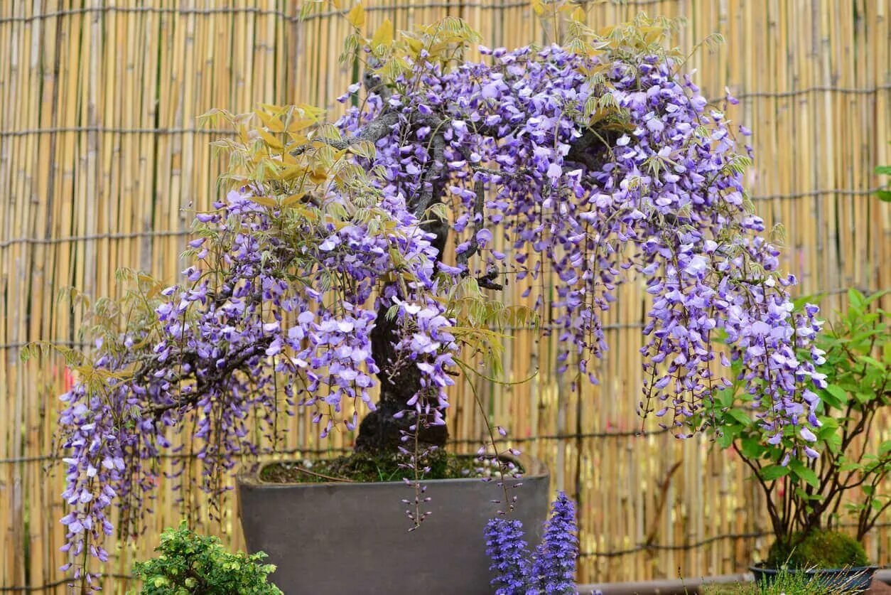 plantART - artificial wisteria flowering blossom trees, white, purple, lilac, ye