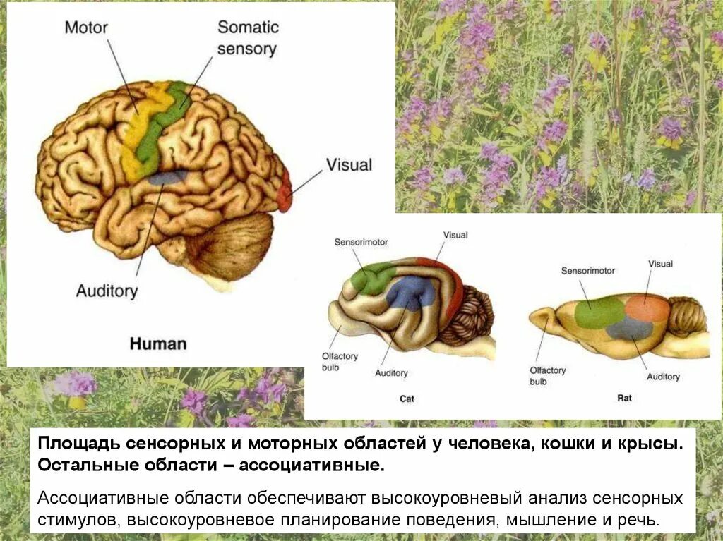 Физиология высшей нервной деятельности и сенсорных систем. Анализаторы высшая нервная деятельность. физиология высшей нервной деятельности речь и мышление. внд и сенсорные системы. физиология высшей нервной деятельности и сенсорных систем кроссворд.