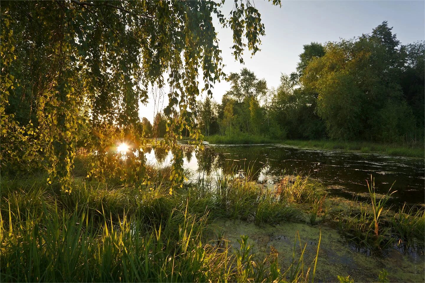 Русские летом на речке. Летняя природа. Русская природа. Летний пейзаж. Солнечный день на озере.