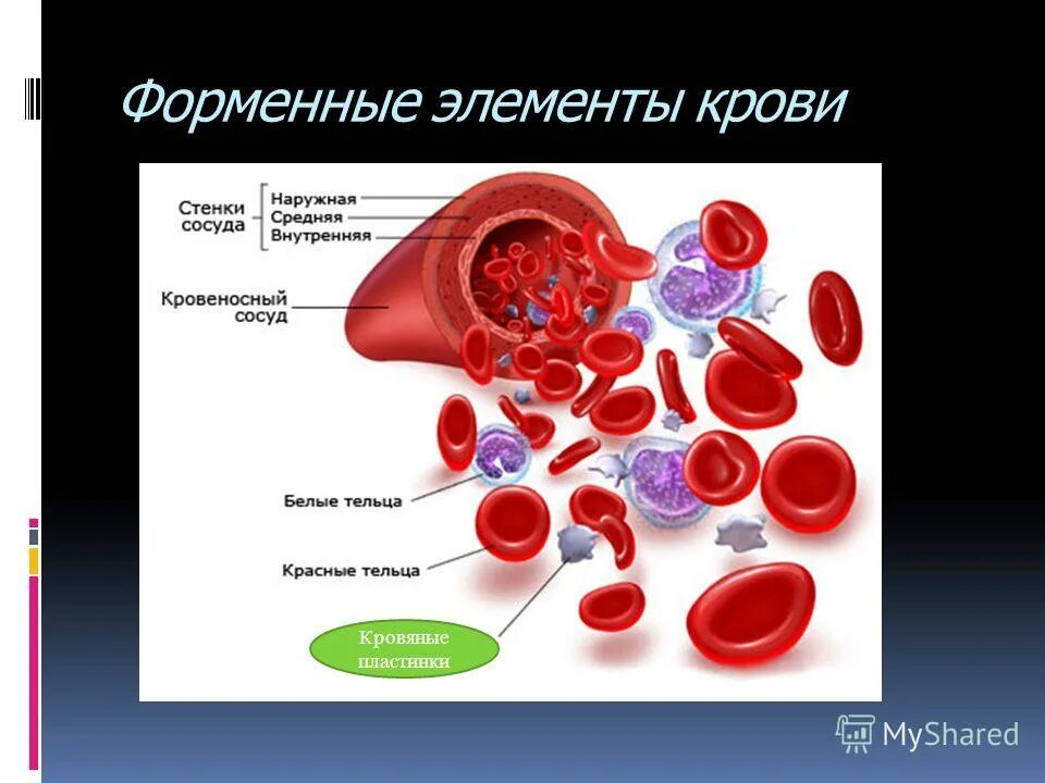 Химическое соединение крови