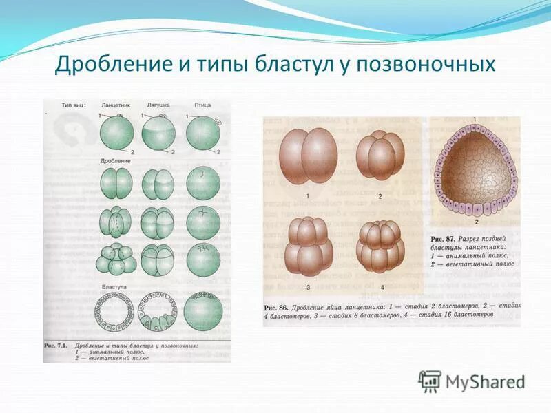 Онтогенез эмбриональное постэмбриональное