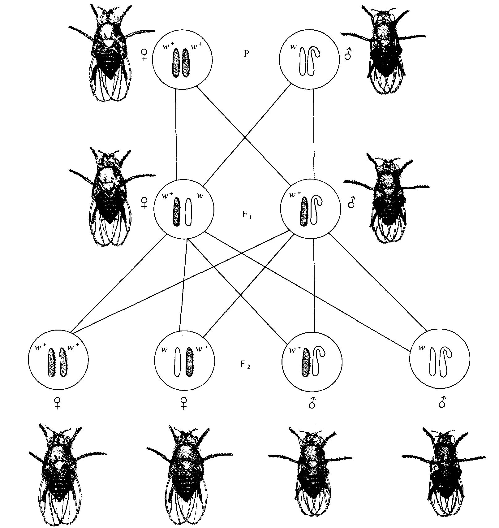 Генетика дрозофилы наследование. Генетика пола у мухи дрозофилы. Генетические карты 1 хромосомы дрозофилы. Дрозофила генотип пола.