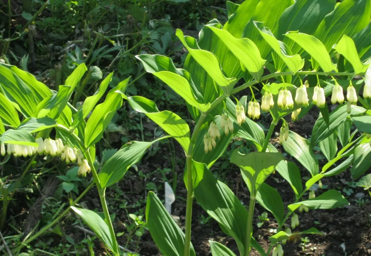 Купена многоцветковая (polygonatum multiflorum). Купена лесная. Купена мутовчатая. Купена душистая. Купена цветок садовый.