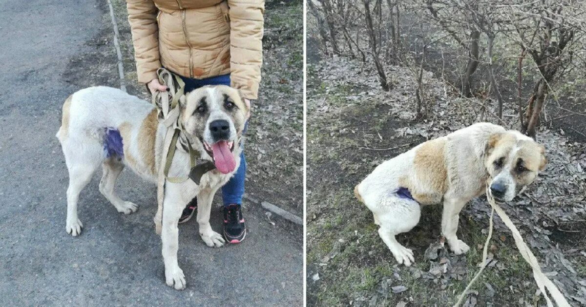 Худая собака. Голодание собаки. Истощение (кахексия) животных. Голодание собаки. Мри собака.