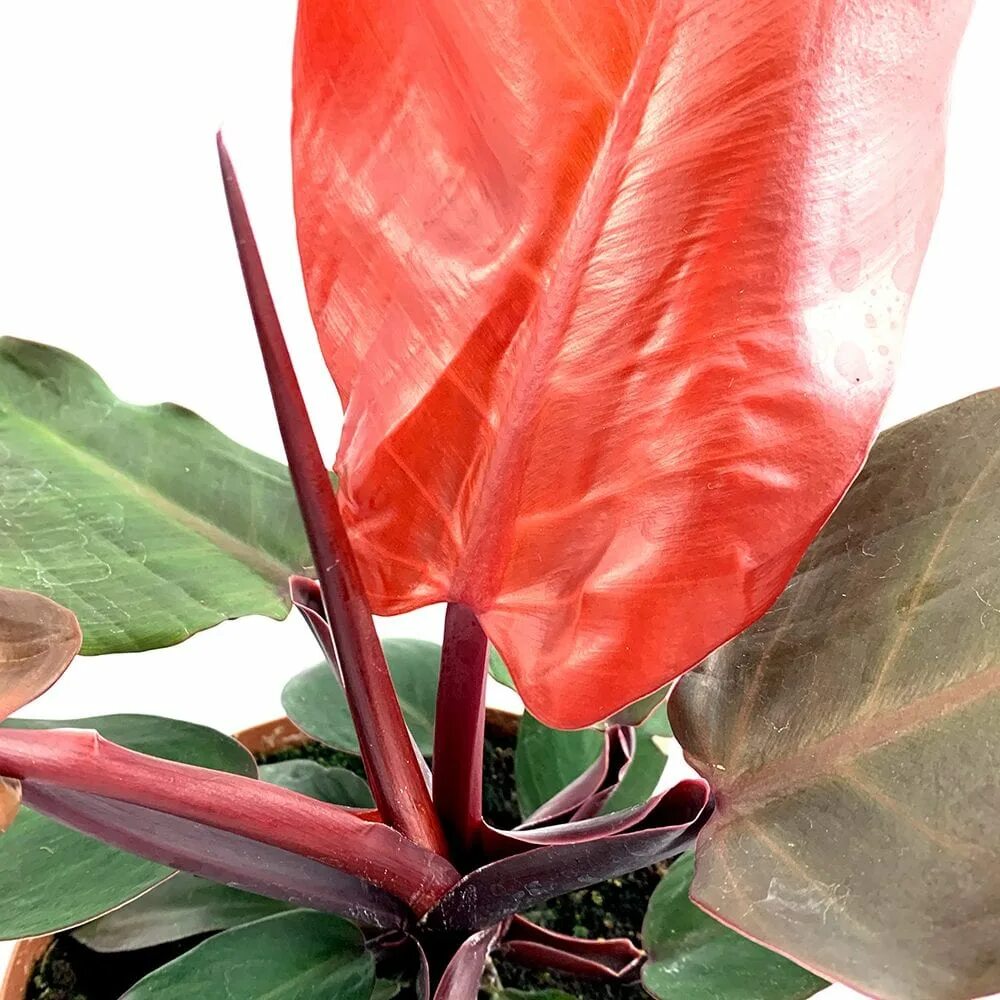 Филодендрон империал ред. Филодендрон империал ред. Филодендрон рэд. Филодендрон ред сан. Филодендрон erubescens.