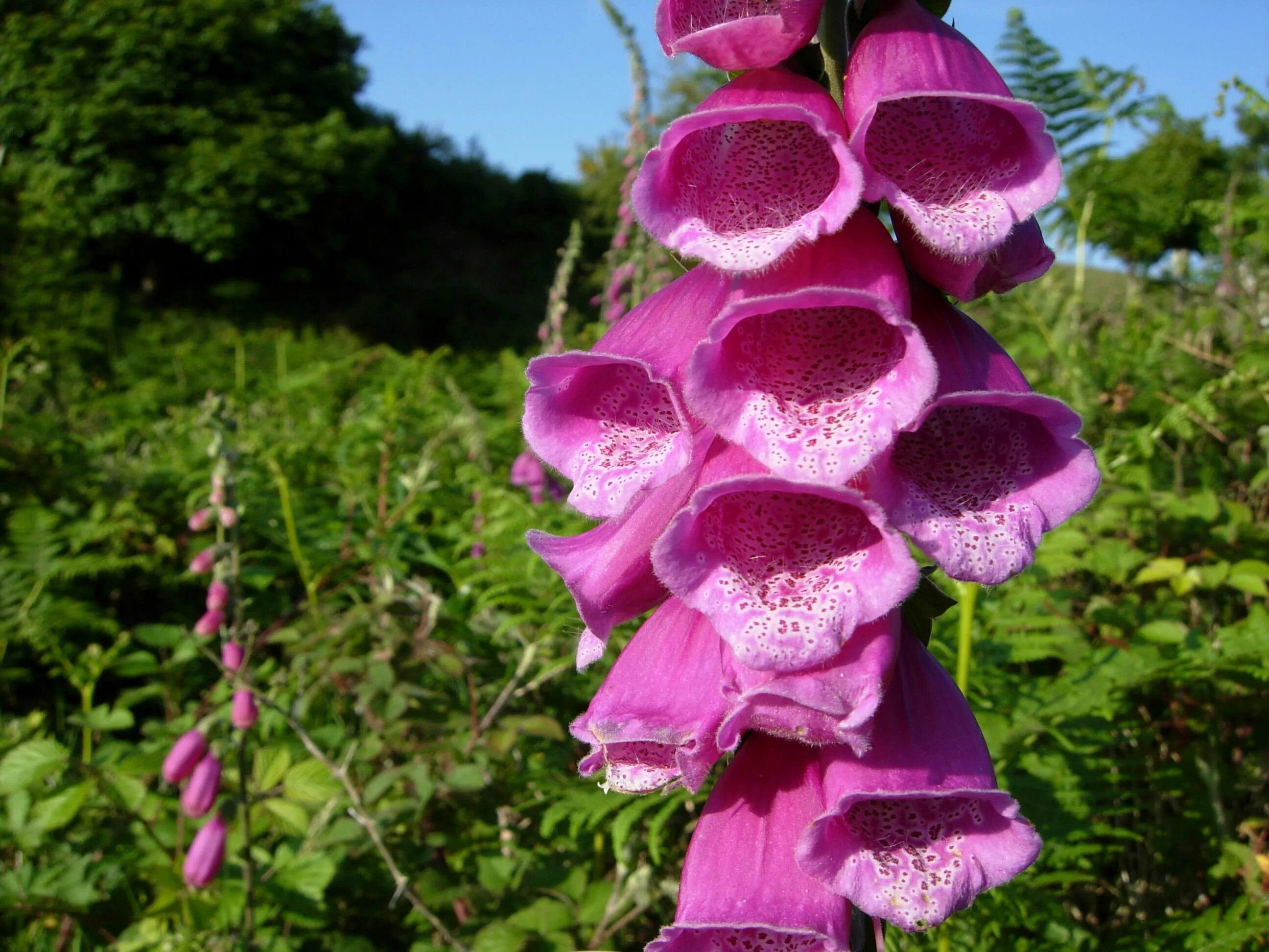 Foxglove. Наперстянка Глоксиниецветная. Наперстянка Foxglove. Дигиталис наперстянка.