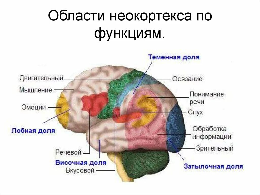 Каково значение мышечного чувства людей разных профессий. Зоны анализаторов в коре головного мозга. Функции вкусовой зоны головного мозга. Вкусовой анализатор в коре головного мозга. Центр обонятельного анализатора в коре больших полушарий.