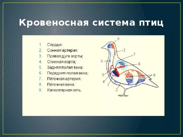 Кровеносная система птиц замкнутая. Кровеносная система птиц схема. Кровеносная система птиц схема сердце. Органы кровеносной системы птиц.