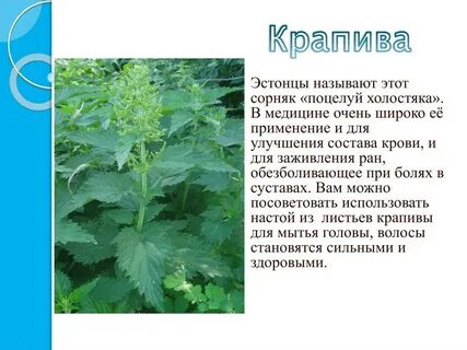 Крапива в медицине