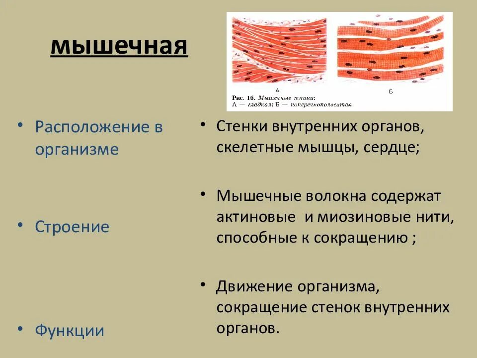 Что образует мышечная ткань. Расположение мышечной ткани. мышечная ткань строение и функции местоположение. строение и виды мышечной ткани. структура скелетной мышечной ткани.