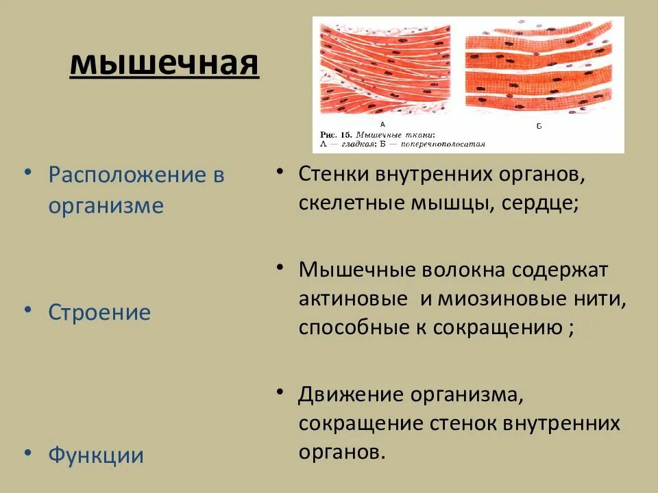 Мышечная ткань человека характеристика. Строение гладкой мышечной ткани человека. Строенинмышечной ткани. Мышечная ткань строение и функции местоположение. Структура скелетной мышечной ткани.