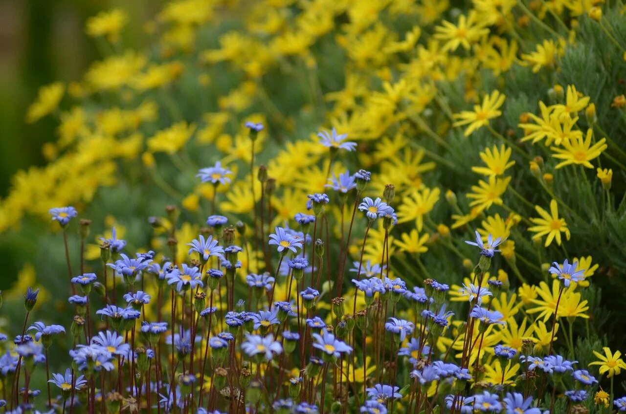 Ранние полевые цветы. Луговой цветок желтый с синим. Желтые полевые цветы. Весенние полевые цветы.